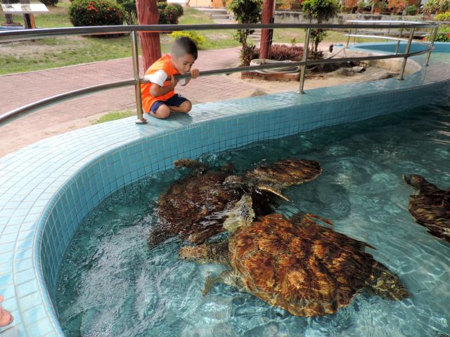 Jaris und Lolo fahren in die nahegelegene Schildkrötenzucht.